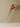 Walnut Carving Knife