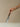 Walnut Utility Knife